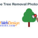 Free Photos Of Tree Removal With No Attribution Required