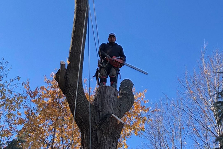 Free Photo Of Tree Removal With No Attribution Required