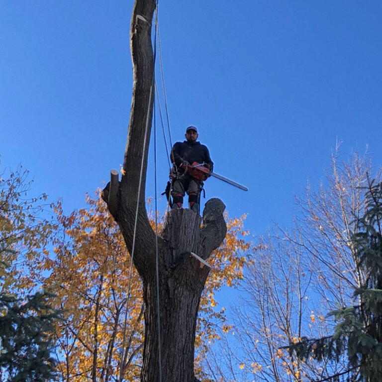 Free Photo Of Tree Removal With No Attribution Required