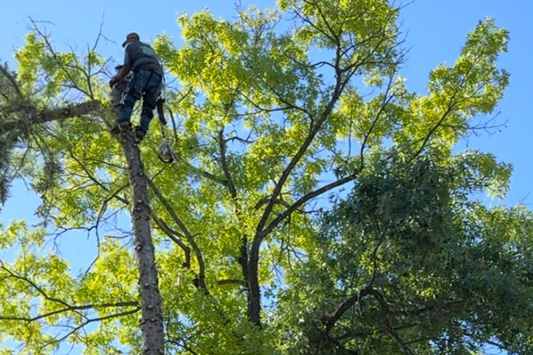 Free Photo Of Tree Removal With No Attribution Required