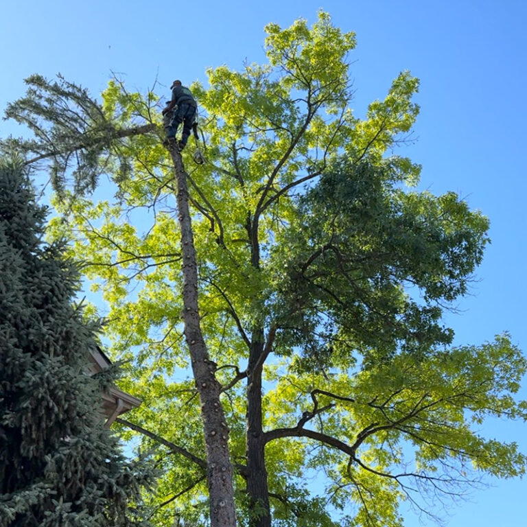 Free Photo Of Tree Removal With No Attribution Required