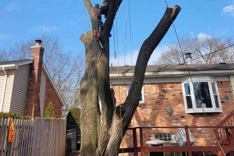 Free Photo Of Tree Removal With No Attribution Required