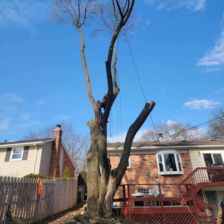 Free Photo Of Tree Removal With No Attribution Required